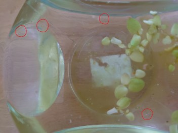メダカが可愛いです